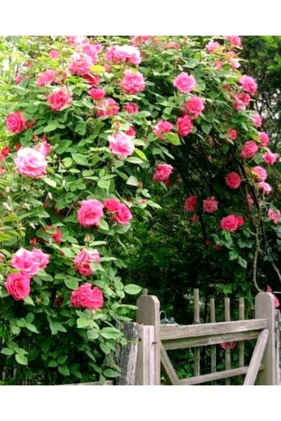 Роза Світ Кісс плетиста на опорі з великими малиновими бутонами